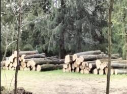 Taglio alberi Luvinate