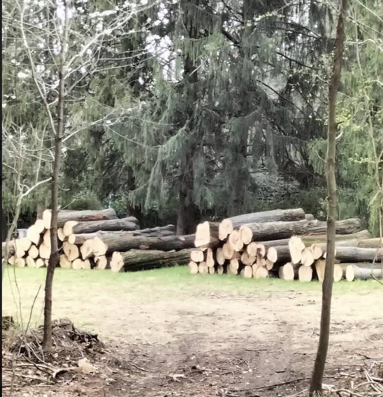 Taglio alberi Luvinate