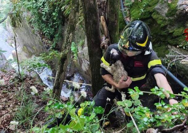 cane salvato agli orridi di Uriezzo