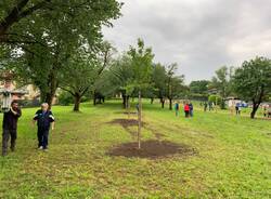 Il Parco dei Ciliegi di Morosolo ancora più bello grazie a tre nuovi alberi