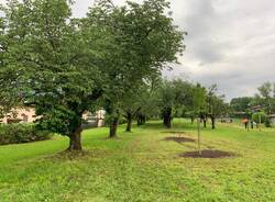 Il Parco dei Ciliegi di Morosolo ancora più bello grazie a tre nuovi alberi