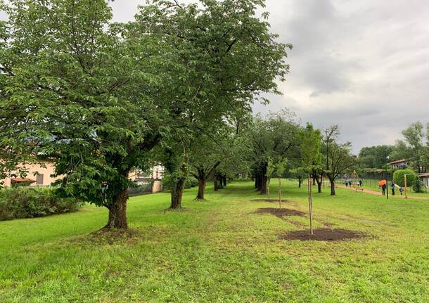 Il Parco dei Ciliegi di Morosolo ancora più bello grazie a tre nuovi alberi