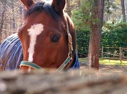 Scuderia Garzonera Horses Yard asd di Vergiate - campo estivo