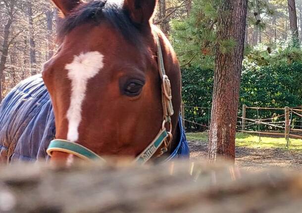 Scuderia Garzonera Horses Yard asd di Vergiate - campo estivo