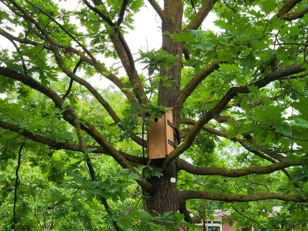 Taglio del nastro per la nuova "Aula Natura" alla scuola Pascoli di Legnano
