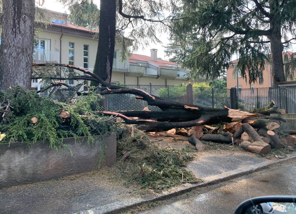 albero albizzate temporale