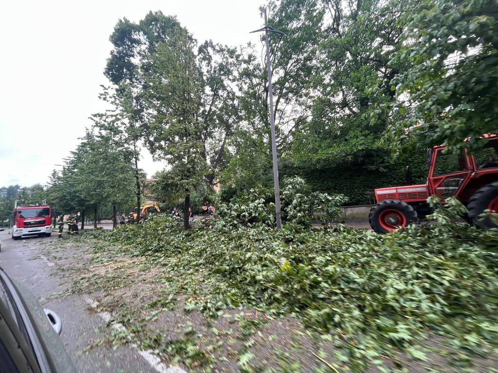 Albero caduto in viale Europa 