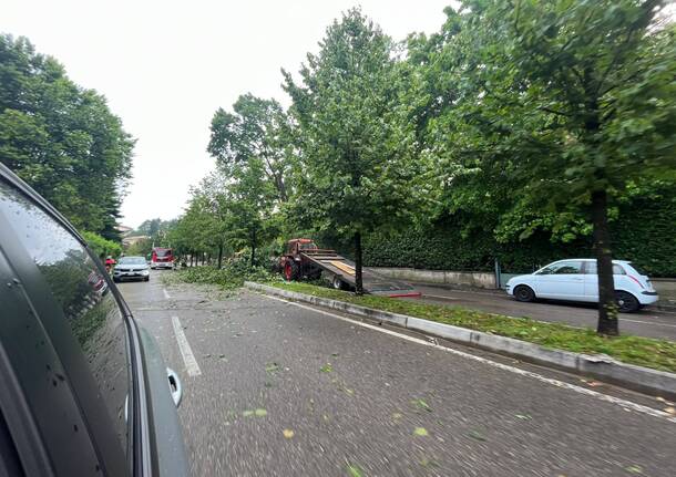 Albero caduto in Viale Europa a Varese, traffico bloccato