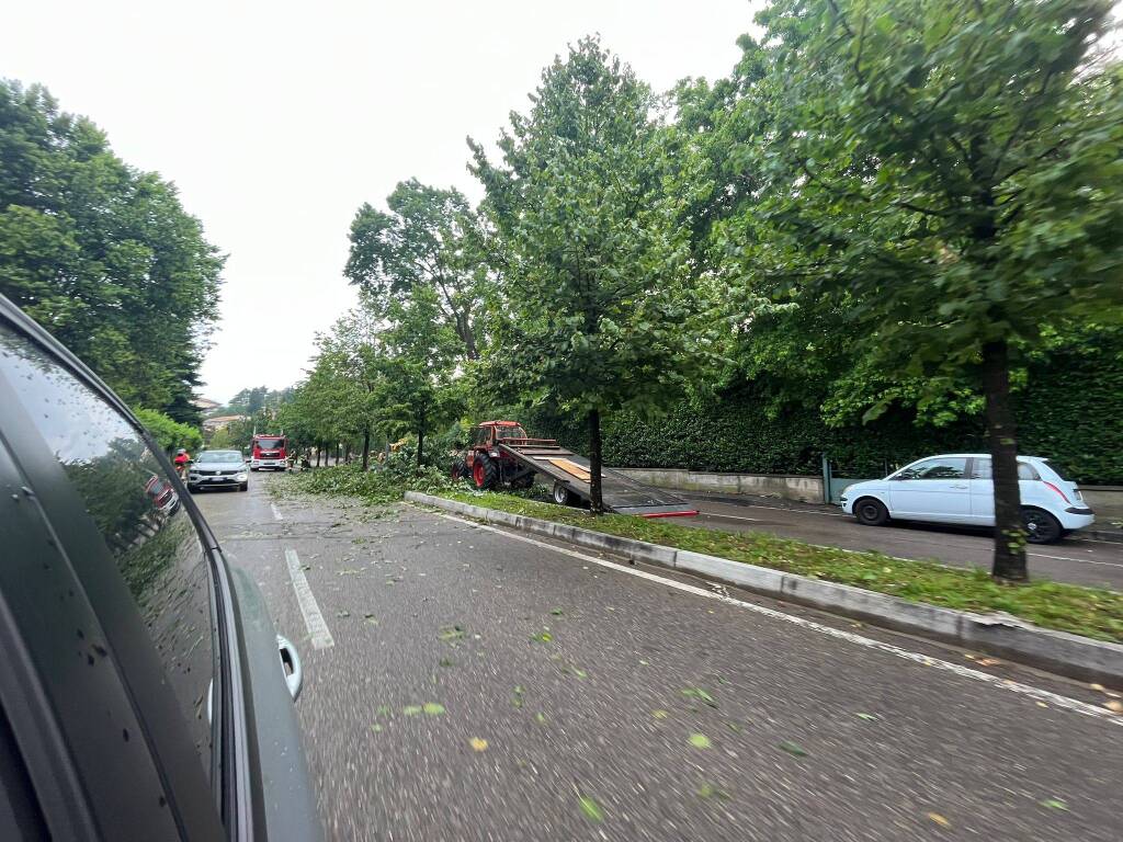 Albero caduto in viale Europa 