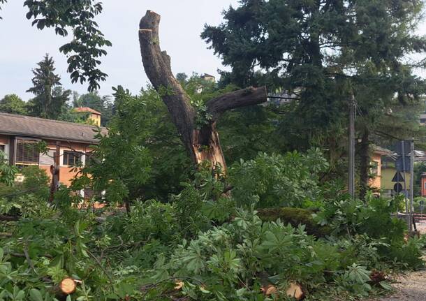 Albero caduto Luino