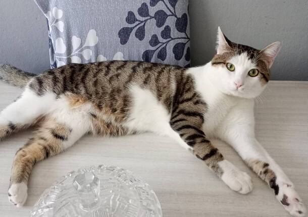 Dopo 40 giorni il gatto Ares è stato ritrovato a Varese