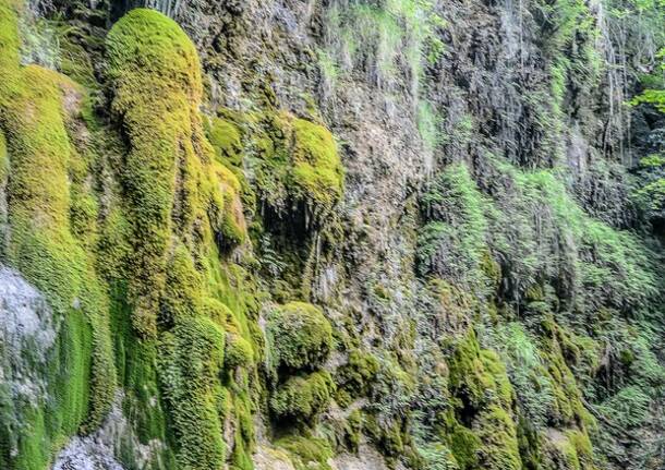 Lungo il sentiero salvatore Furia - foto postate in Oggi nel Varesotto da Francesco Capoversi