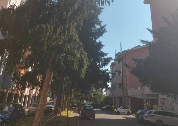 Pianta pericolante alle case Aler di via Morelli a Nerviano