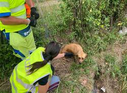 Polizia stradale interviene per il recupero di Chicca, il cane smarrito sull'A8 