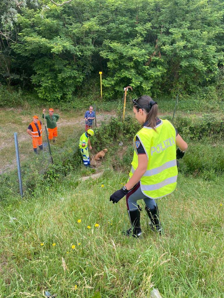 Polizia stradale interviene per il recupero di Chicca, il cane smarrito sull'A8 