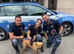 Polizia stradale interviene per il recupero di Chicca, il cane smarrito sull'A8 