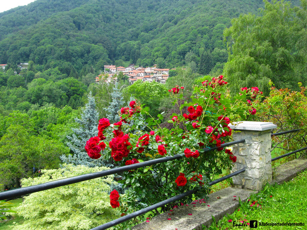 Roseto Martinello Vararo