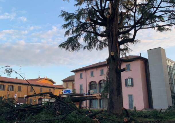 Vedano Olona – Il cedro colpito dal fulmine