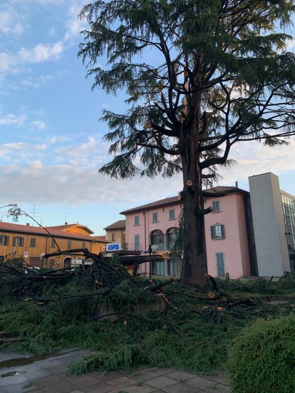 Vedano Olona - Fulmine sul grande cedro