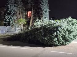 Albero caduto a Cerro Maggiore 