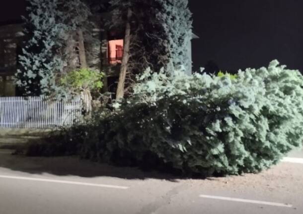 Albero caduto a Cerro Maggiore 