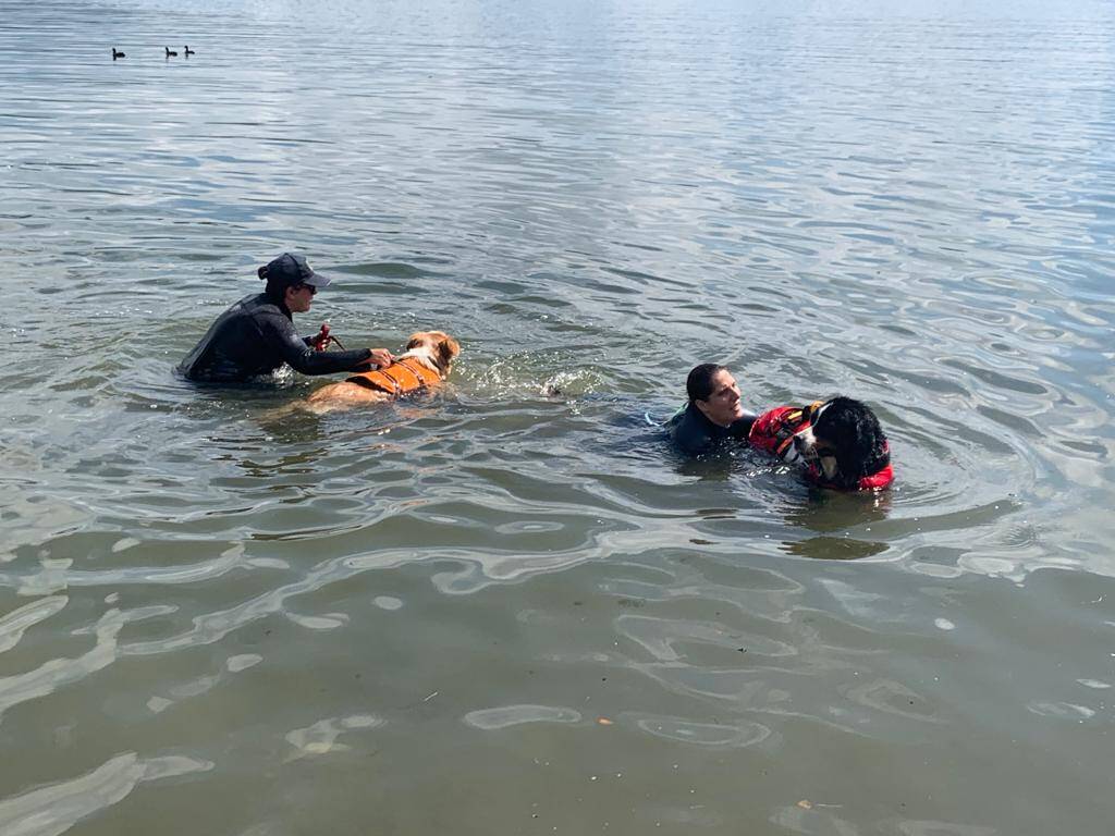 Attività per cani al lido di Bodio 
