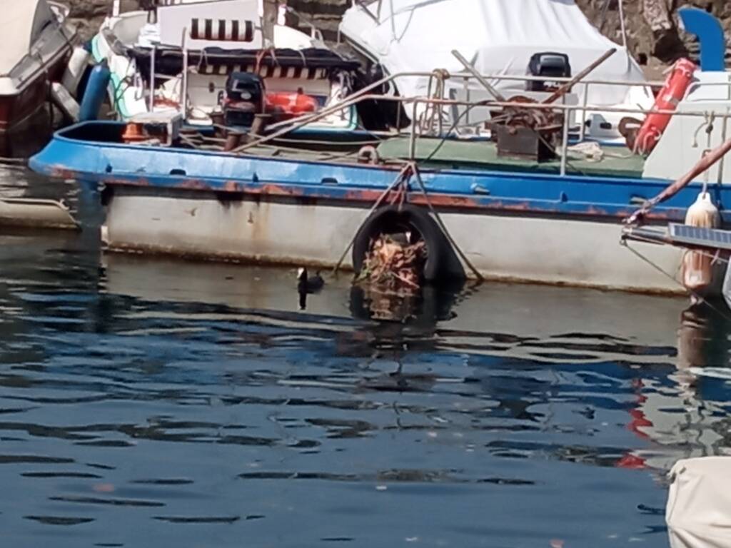 Nido di folaga a Laveno