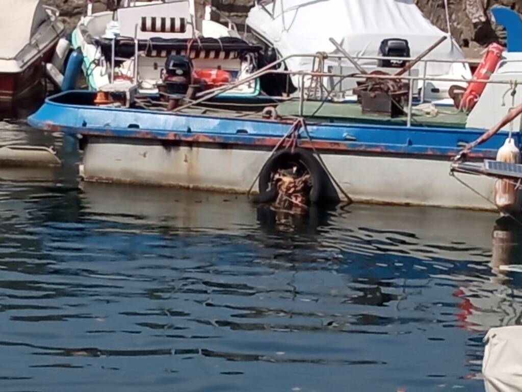 Nido di folaga a Laveno
