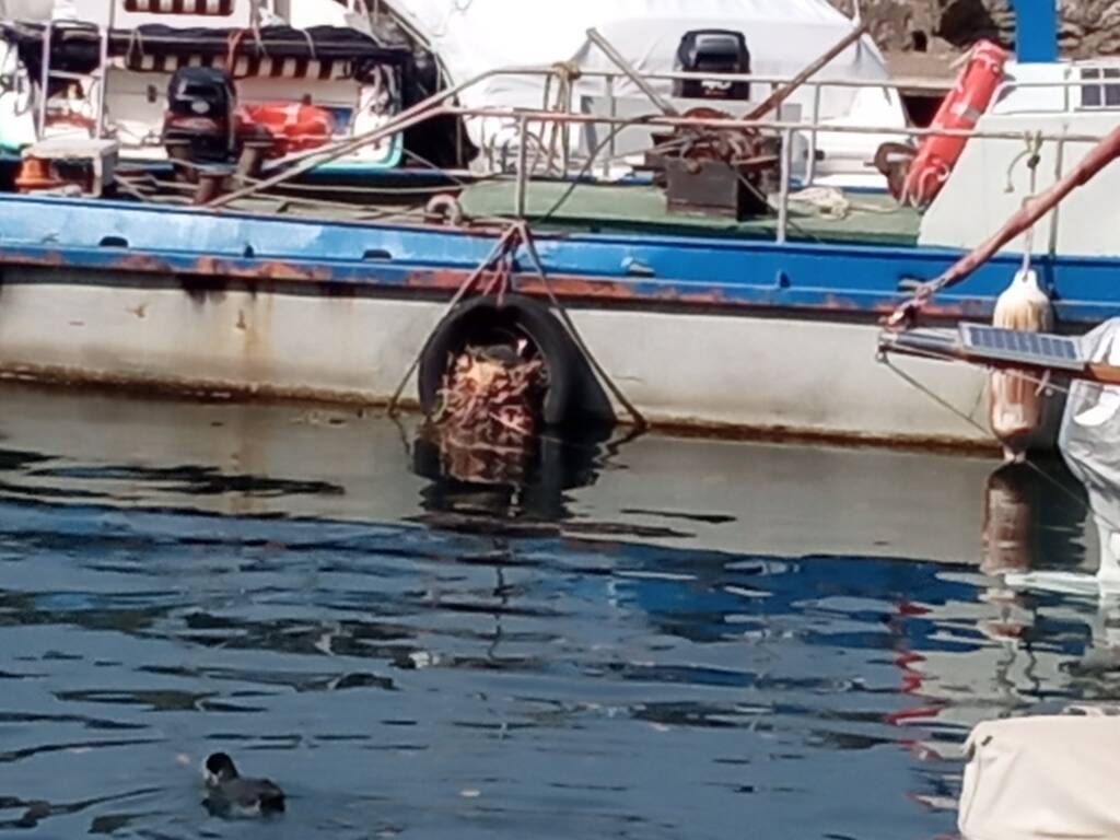 Nido di folaga a Laveno