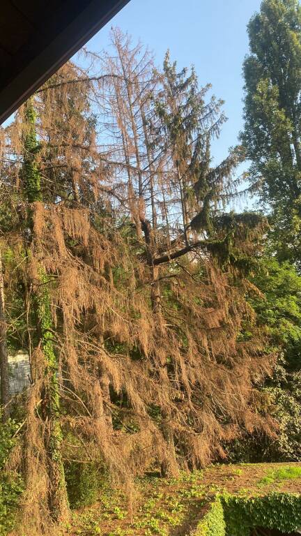 Pini pericolosi  da abbattere sul raccordo autostradale Gazzada/Varese