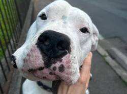 Dogo Argentino