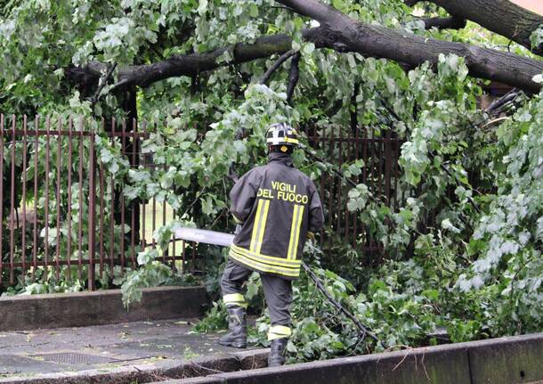 La rimozione dell'albero di viale Gorizia a Legnano