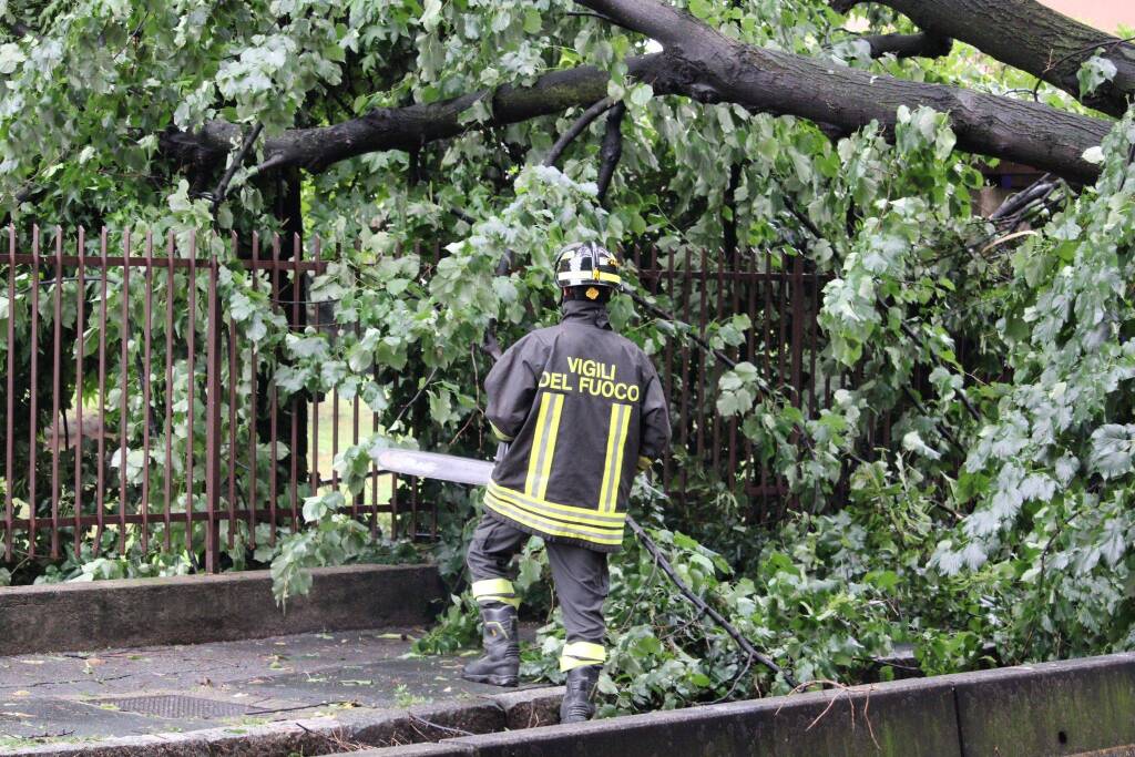 La rimozione dell'albero di viale Gorizia a Legnano