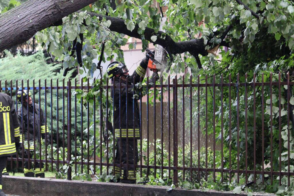 La rimozione dell'albero di viale Gorizia a Legnano