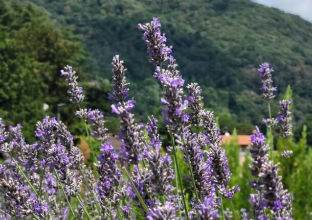 Lavanda a Induno Olona 