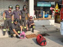 Sesto Calende, salvataggio gattini