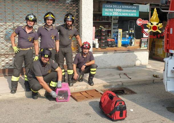 Sesto Calende, salvataggio gattini