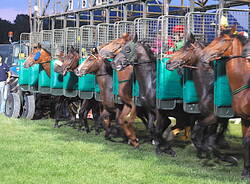 Varese - Premio "La Novella" all'ippodromo delle Bettole di Varese - foto di Roberto Gernetti