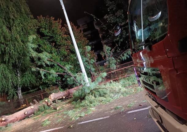 Albero caduto a Castellanza