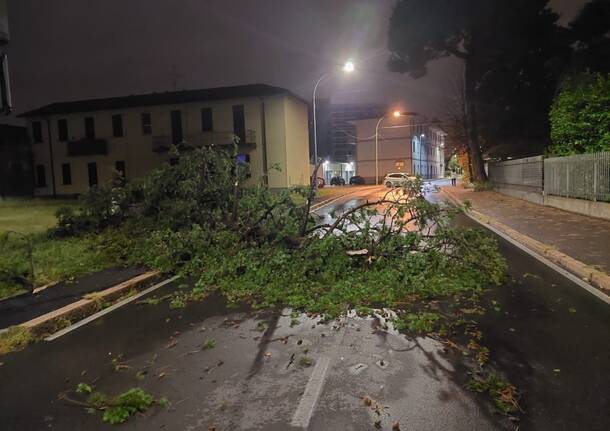 Temporale nella notte tra Varerotto e Legnanese, alberi caduti e danni a Canegrate