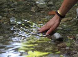 Canti di bosco - Acqua