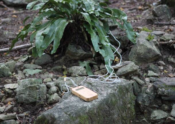 Canti di bosco - Acqua