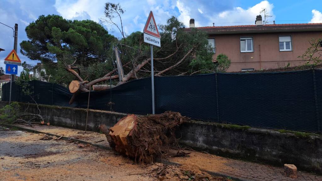 Cade albero a Luino nella notte