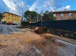 Cade albero a Luino nella notte