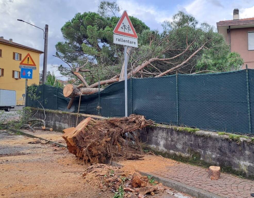 Cade albero a Luino nella notte