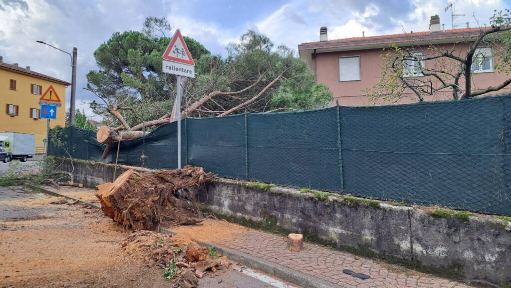 Cade albero a Luino nella notte