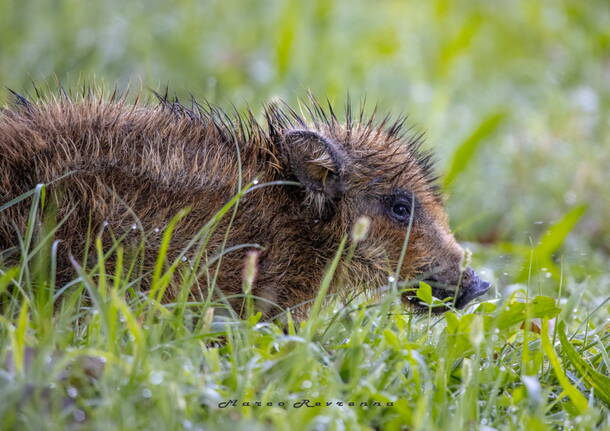 Baby cinghiale