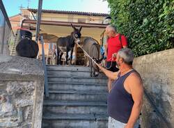 Sofia e Gala, le asine \"star\" della Valcuvia che si fanno cavalcare e coccolare dai tursti