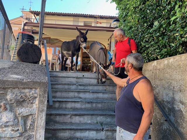 Sofia e Gala, le asine \"star\" della Valcuvia che si fanno cavalcare e coccolare dai tursti