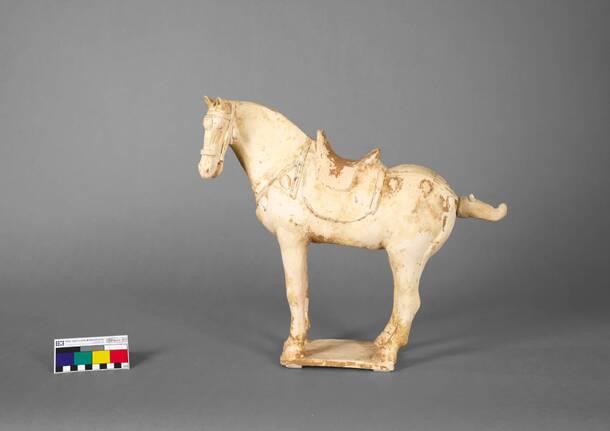 cavallo confiscato cina svizzera